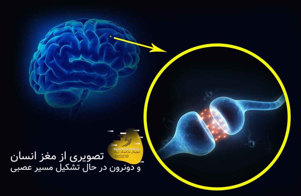مغز و نرون ها